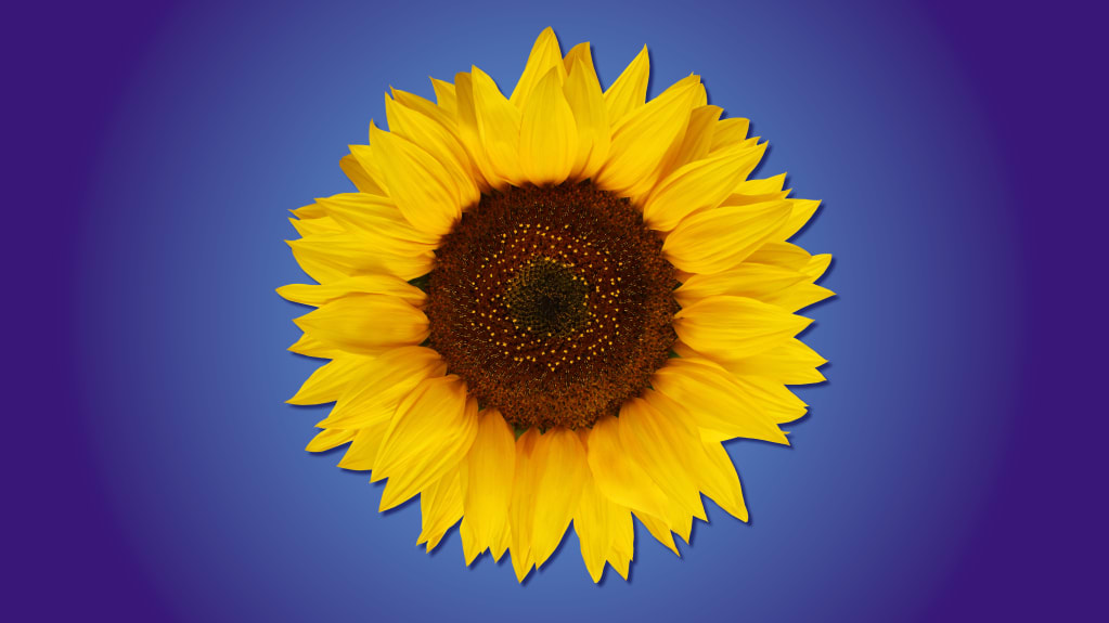 York Stage Ltd Presents Calendar Girls The Musical Tickets Grand